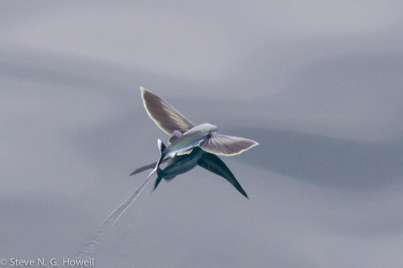 …as well as flyingfish, here a Pied-tailed Necromancer. Credit: Steve Howell
